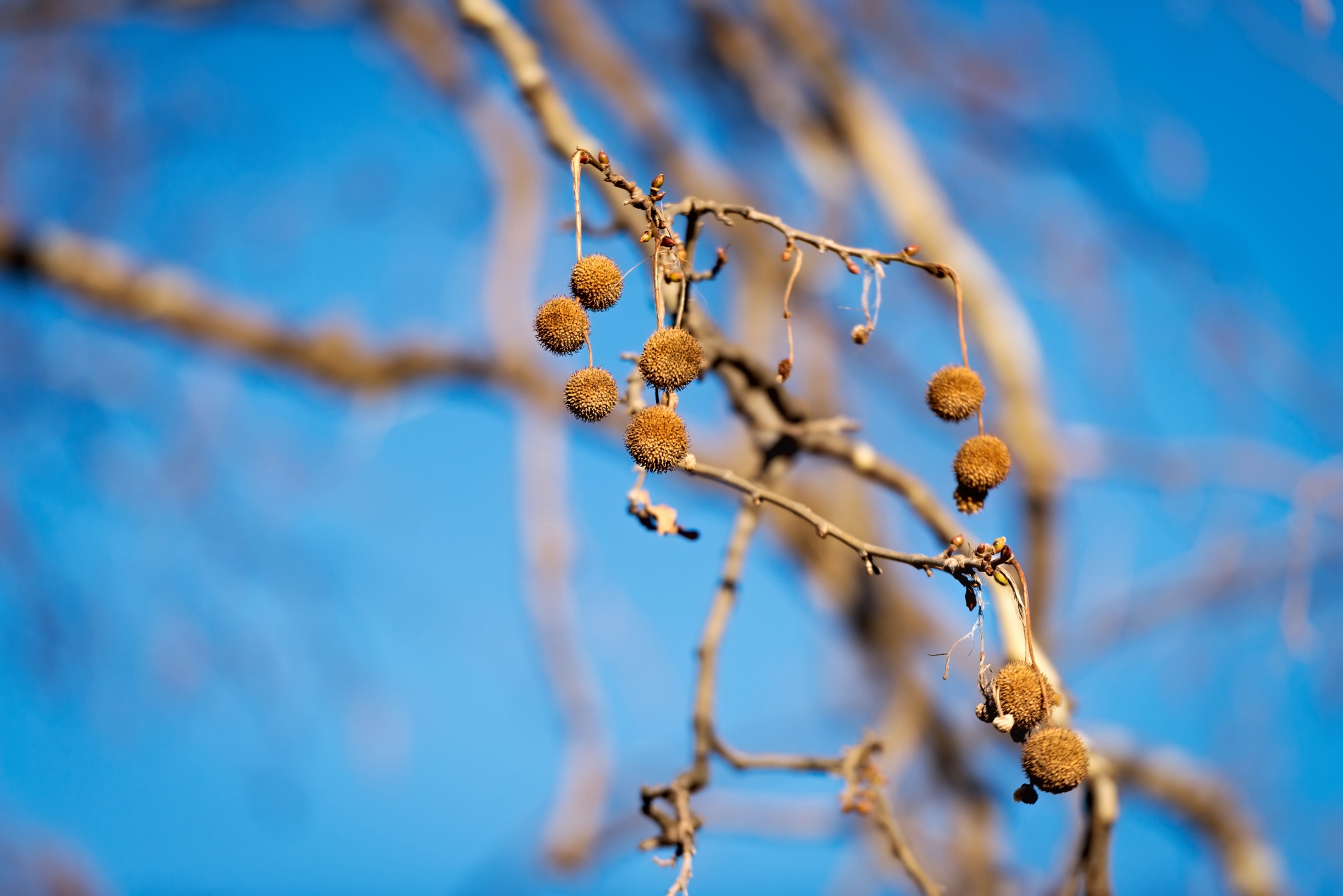 Platanus Orientalis